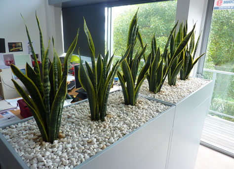 Sansevieria